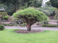 Tree Numbers on the Rise Globally, but…..