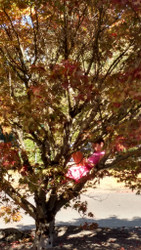 Cooling Effects of Trees