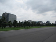 Urban Trees Help Clean Our Stormwater