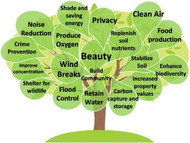 What is a Tree Worth?