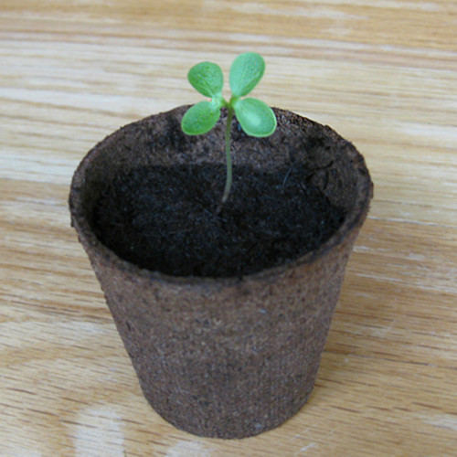 Special Occasion Kits