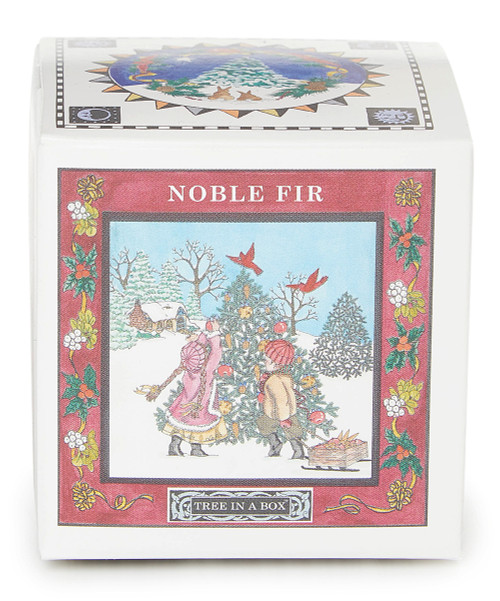 Grow Your Own Christmas Tree