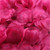 Fake Rose Petals 100-Piece 100PCS Fake Rose Petals Flower Toss Artificial Silk Wedding Petal For Party Event Wedding Decoration Christmas Home Decorations Fake Rose Petals 100-Piece 100PCS Fake Rose Petals Flower Toss Artificial Silk Wedding Petal For Party Event Wedding Decoration Christmas Home Decorations