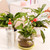 Bottle Cap Watering Sprinkler 2 ~ 9-Piece Garden Plant Sprinkling Tool Household Garden Flower Tool Adjustable Irrigation Plastic Bottle Cap Tools Water Cans in Green Red Blue Bottle Cap Watering Sprinkler 2 ~ 9-Piece Garden Plant Sprinkling Tool Household Garden Flower Tool Adjustable Irrigation Plastic Bottle Cap Tools Water Cans in Green Red Blue