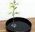 Kebana Kenzan Flower Base Holder Kebana Kenzan Flower Base Holder