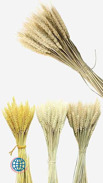 Wheat Ear Dry Flowers 10-Piece 10pcs Natural Bouquet Artificial Flower Simulation Plant Grass For Home Living Room Party Wedding Decoration Artificial Dried Flowers Trending in Brown White Yellow Wheat Ear Dry Flowers 10-Piece 10pcs Natural Bouquet Artificial Flower Simulation Plant Grass For Home Living Room Party Wedding Decoration Artificial Dried Flowers Trending in Brown White Yellow