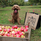 Collecting apples to make the gin