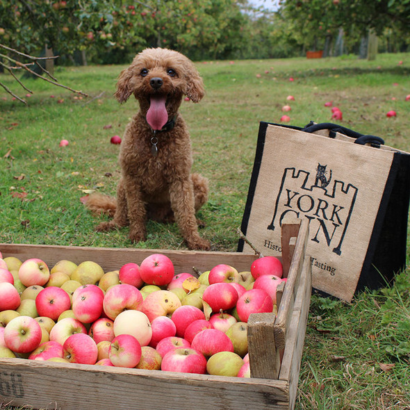 Collecting apples to make the gin