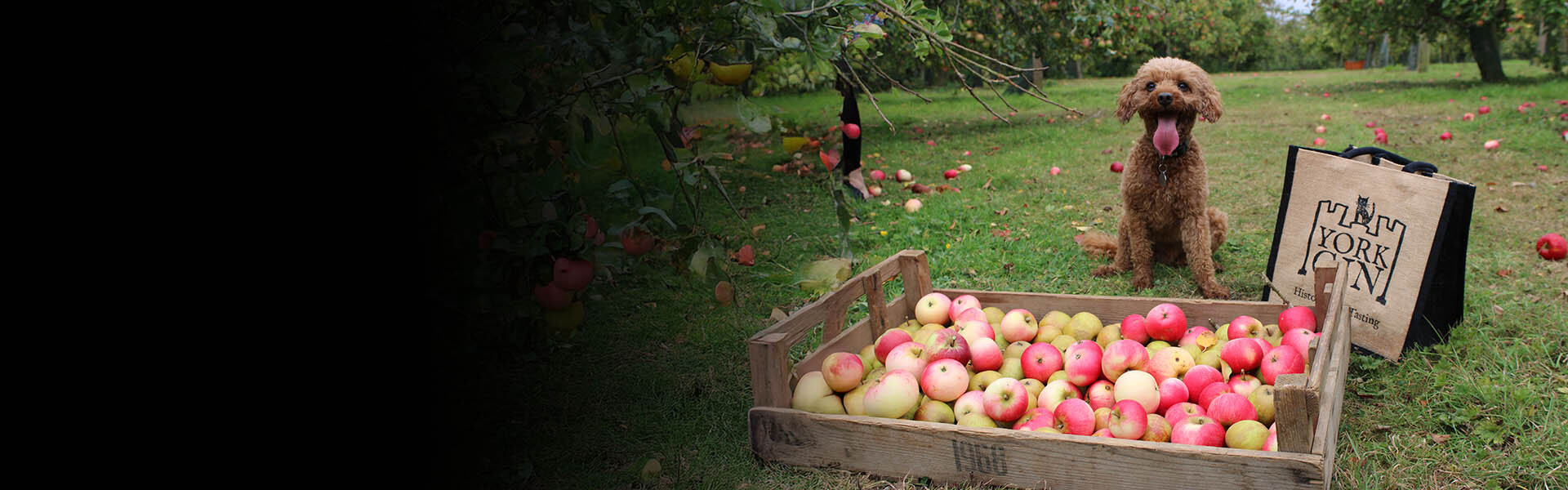 Ampleforth Apple