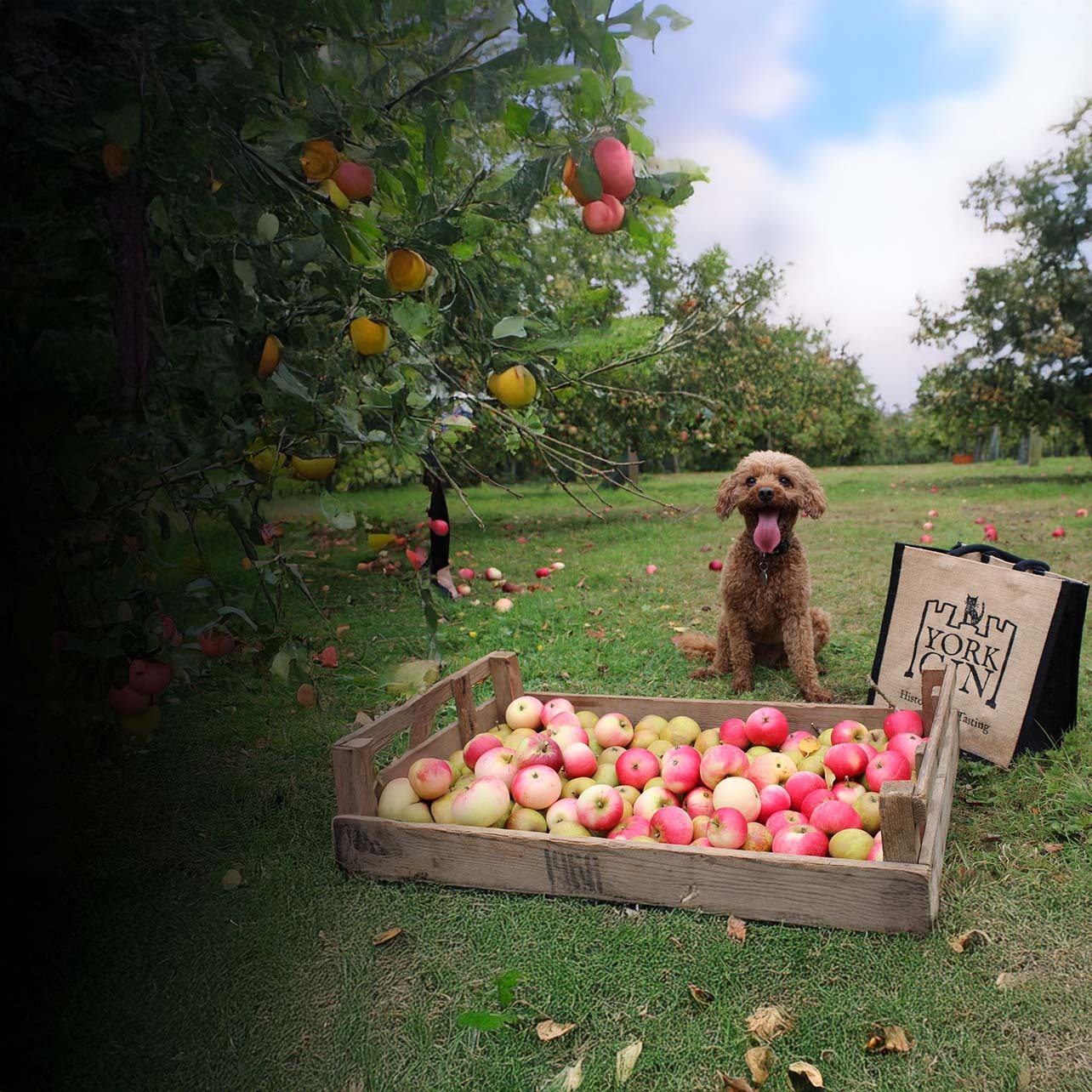 Ampleforth Apple