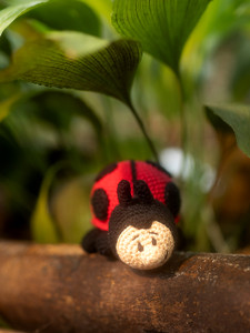 Willbur the Ladybug
