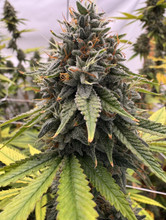 Avitas Flower - Gee6 - 7 gram