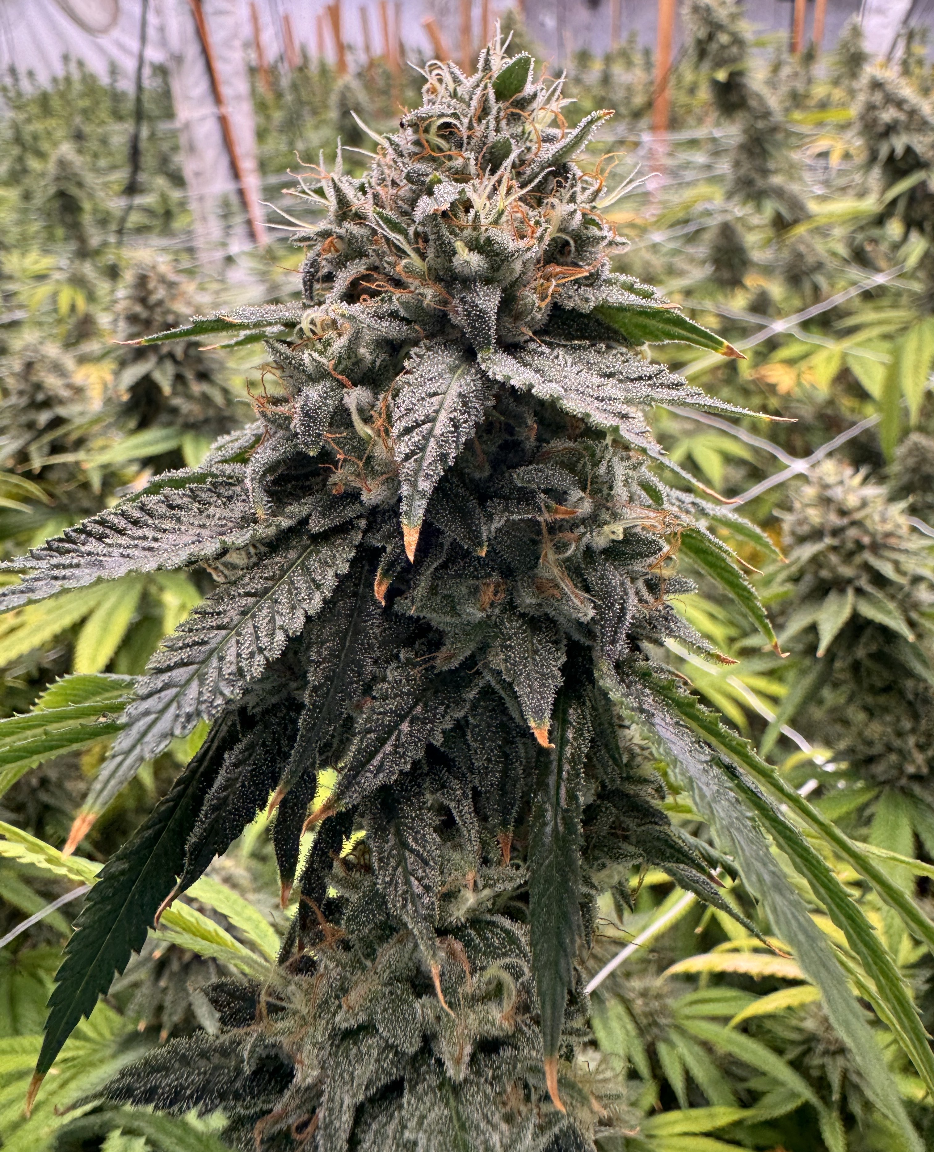 Avitas Flower - Boofy - 7 gram