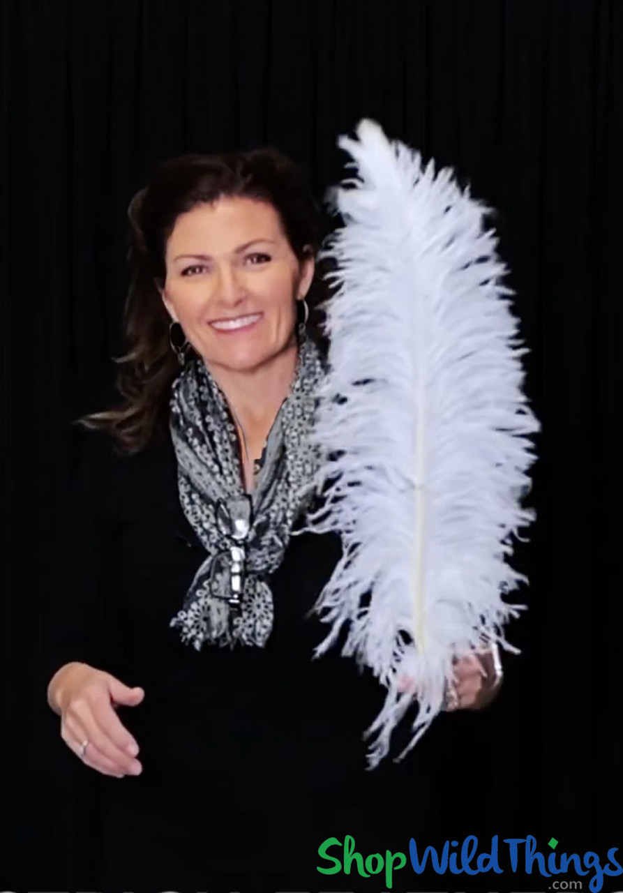 Large Ostrich Feathers - 24-30 Prime Femina Plumes - White –   by Zucker Feather Products, Inc.