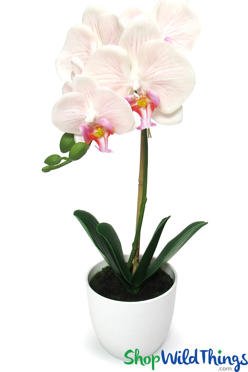 Pink Phalaenopsis Orchids Floral Arrangement in Large Gold Planter