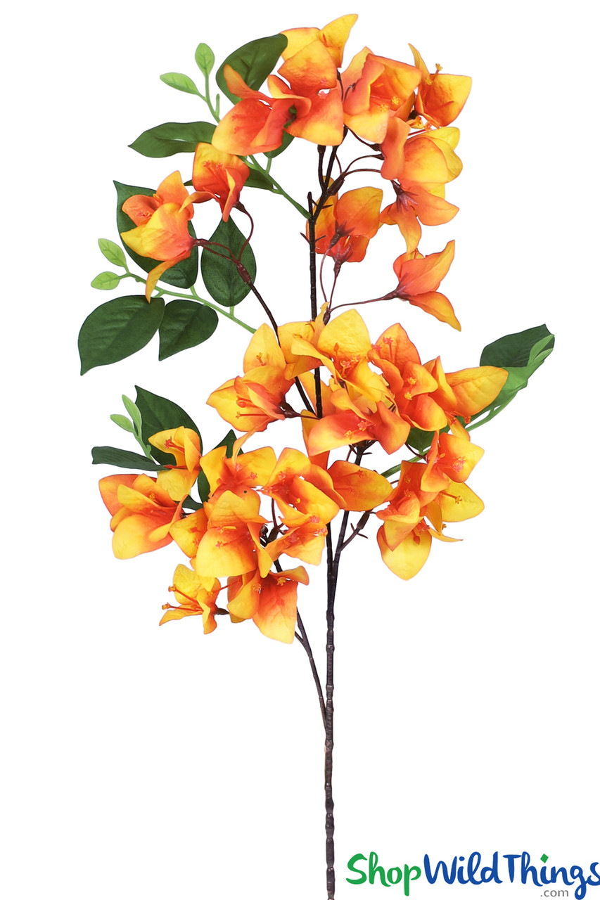 orange bougainvillea