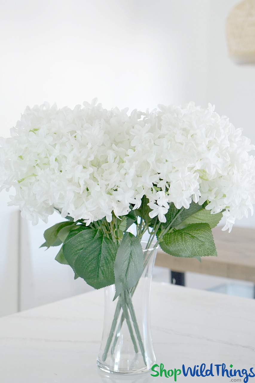 Image of White star hydrangea bush