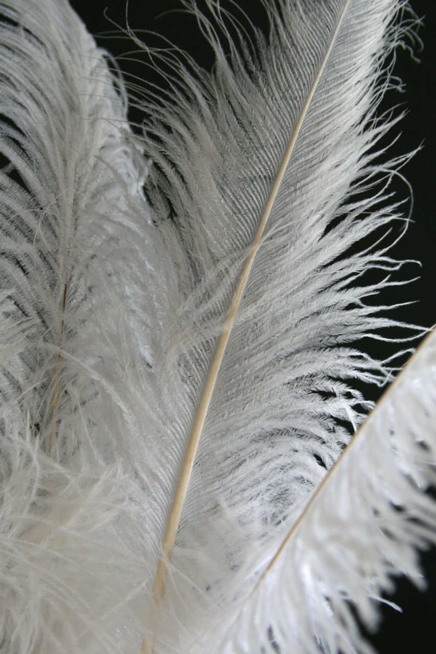 Confetti Craft Ostrich Feathers (White)