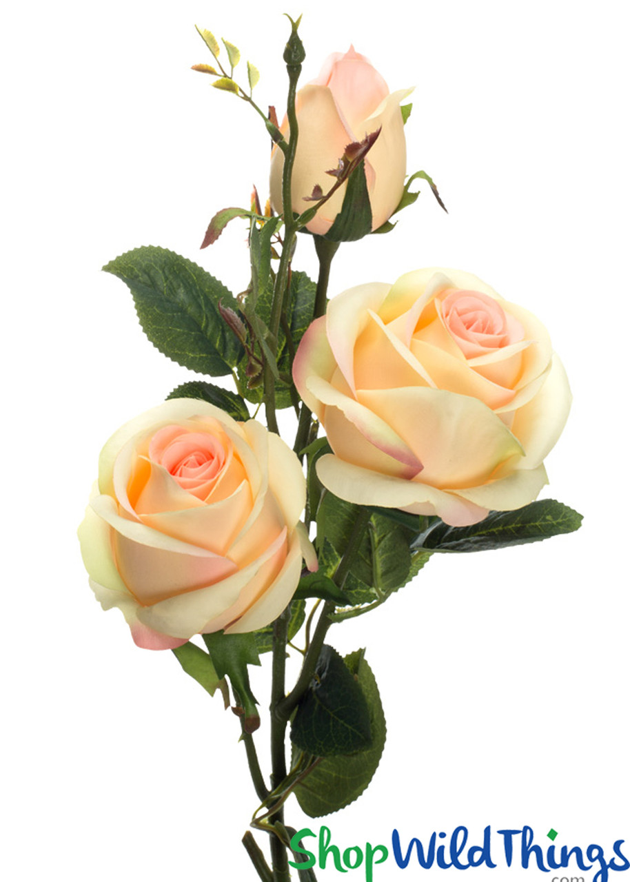 Premium Photo  White rose on a silk beige background space for text