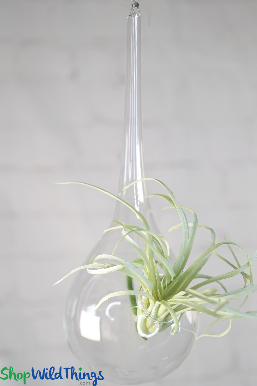 Tear Drop Shaped Hanging Vases Clear Glass Set Of 6 8 5 X 3 Shopwildthings Com
