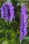 Draping Long Wisteria Garlands side by side comparision ShopWildThings.com Draping Long Wisteria Garlands side by side comparision ShopWildThings.com