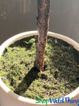 Potted Tabletop Tree in Base with Moss, White Flowers Centerpiece Tree ShopWildThings.com