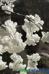 ShopwildThings Off White Cherry Blossom branches ShopwildTHings.com ShopwildThings Off White Cherry Blossom branches ShopwildTHings.com