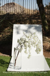 Cherry Blossom Spray in natural light - ShopWildThings.com Cherry Blossom Spray in natural light - ShopWildThings.com