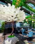 This restaurant created an unforgettable atmosphere with Artificial Flowering Dogwood Trees from ShopWildThings. The dramatic white blooms add instant elegance and impact, transforming the space into a stunning dining experience. These same blooms are available as Interchangeable Replacement Branches, making it easy to refresh and customize floral displays for any season or event.
Shop the look at ShopWildThings and bring this level of beauty to your own space. This restaurant created an unforgettable atmosphere with Artificial Flowering Dogwood Trees from ShopWildThings. The dramatic white blooms add instant elegance and impact, transforming the space into a stunning dining experience. These same blooms are available as Interchangeable Replacement Branches, making it easy to refresh and customize floral displays for any season or event.
Shop the look at ShopWildThings and bring this level of beauty to your own space.
