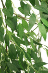 Greenery Branches Leaves ShopWildThings.com
