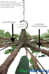 Eucalyptus Hanging Canopy with Wired Stems that Bend, Super Full Branches, ShopWildThings.com Eucalyptus Hanging Canopy with Wired Stems that Bend, Super Full Branches, ShopWildThings.com