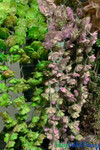 Trailing Long Vines of Succulent Garlands Green Gray Purple ShopWildThings