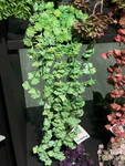 Floral Design with Succulent Vines, ShopWildThings.com