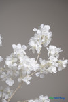 White Flowering Interchangeable Branches for Trees or Displays by ShopWildThings.com