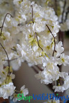 Close Up of Draping Cream Flower Branch, 32" Replacement Branch from ShopWildThings.com Close Up of Draping Cream Flower Branch, 32" Replacement Branch from ShopWildThings.com