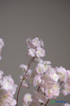 Artificial Pink and White Dogwood Interchangeable Branch 32" L | ShopWildThings.com Artificial Pink and White Dogwood Interchangeable Branch 32" L | ShopWildThings.com