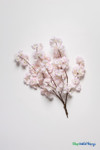 Artificial Pink and White Dogwood Interchangeable Branch 32" L | ShopWildThings.com Artificial Pink and White Dogwood Interchangeable Branch 32" L | ShopWildThings.com