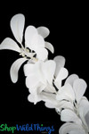 Willow Eucalyptus Branch - White Bendable Spray 36" | ShopWildThings Willow Eucalyptus Branch - White Bendable Spray 36" | ShopWildThings