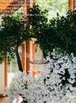 ShopWildThings Wedding Chandelier hanging with trees ShopWildThings Wedding Chandelier hanging with trees