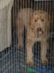 Metal Chain Beaded Curtain with Dog on one side to show coverage Metal Chain Beaded Curtain with Dog on one side to show coverage