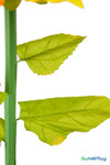 Realistic green leaf detail on oversized 44" silk sunflower stem, artificial floral prop for weddings, photo shoots, and parties – ShopWildThings.