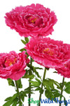 Fuchsia Pink Huge Peonies Peony Props Artificial Flowers ShopWildThings.com