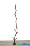 Trellis Backdrop Frame ShopWildThings.com Trellis Backdrop Frame ShopWildThings.com