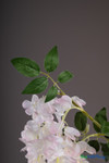 Detailed view of artificial light pink and white wisteria garland spray with green foliage from ShopWildThings.com, 59-inch silk florals for weddings, parties, and elegant event backdrops.