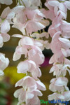 Wisteria Spray Garland with 6 strands ShopWildThings.com Wisteria Spray Garland with 6 strands ShopWildThings.com