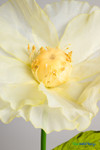 Yellow Giant Poppies, Sheer Florals ShopWildThings Props Event Decor Yellow Giant Poppies, Sheer Florals ShopWildThings Props Event Decor