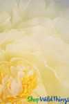Jumbo 48" Ethereal Sheer Fabric Light Yellow Peony Comes in Other Sizes and Blooms Jumbo 48" Ethereal Sheer Fabric Light Yellow Peony Comes in Other Sizes and Blooms