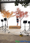Life-sized Artificial Yellow-Orange and Green Minimalist Japanese Maple Tree 10 Feet Tall - ShopWildthings Life-sized Artificial Yellow-Orange and Green Minimalist Japanese Maple Tree 10 Feet Tall - ShopWildthings