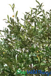 Lifesize Artificial Green Olive Tree 9 Feet Tall - ShopWildthings Lifesize Artificial Green Olive Tree 9 Feet Tall - ShopWildthings