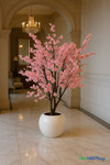 Pink Cherry Blossom Tree in Large White Round Pot | ShopWildThings.com Pink Cherry Blossom Tree in Large White Round Pot | ShopWildThings.com